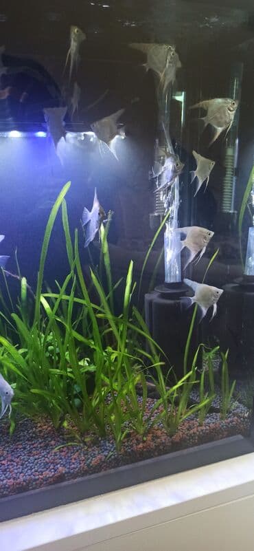 ko şamo: Mələk balığı (skalyari), Sülhsevər — 22