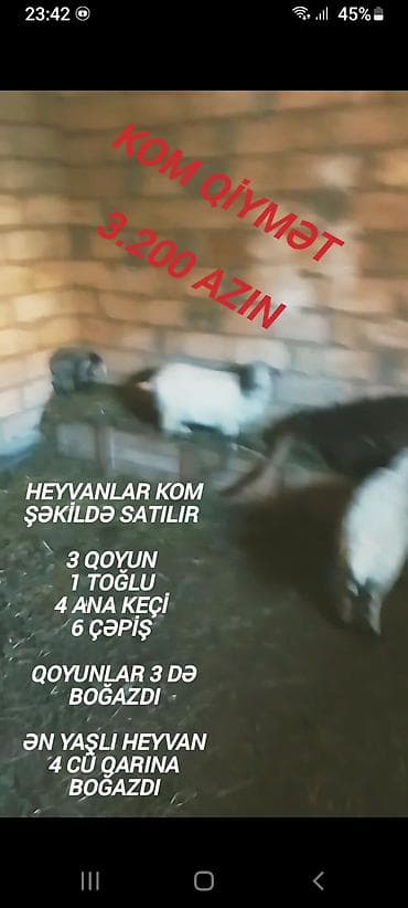 Козы, козлята: Qiymət sondu aşağı salınmayacaq fikiei cidi şəxslər zəng etsin — 8