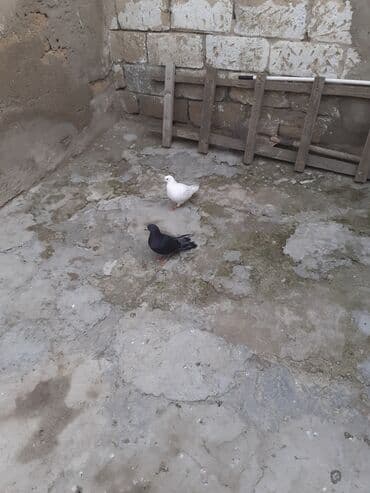 goyərcinler: 2 dene maya biri 3 azn 2 si 6 azn unvan Bileceri — 2