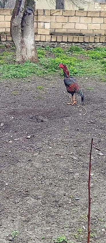 hind toyugu: Toyuq, Damazlıq — 2