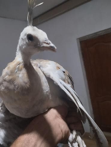 goyercin berde type 0: Nadir rəngli tovuzquşu cücəsi - Növ: Tovuzquşu (Pavo cristatus) — 1
