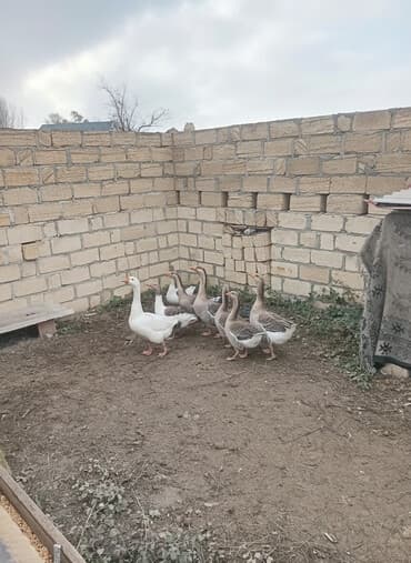 Qaz satılır lalafo.az -da Qaz satılır