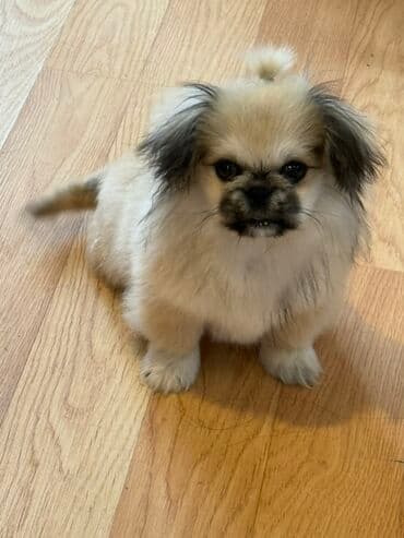 Pekines