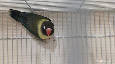 balaca quzu: PAPUQAY FİŞER ERKƏK DİŞİ.TƏK TƏK AYRI QİYMƏT CÜT AYRI QİYMƏTDİ — 5