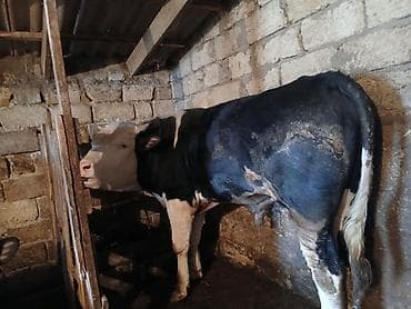 Gəmiricilər: Dana, buzov, Erkək, Simental, ay: 1, 220 kq, Ətlik, Ünvandan götürmə — 9