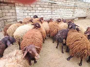 coban axtaranlar: Qoyun sürüsü – yerli ətlik/yunlu tip - Tərkib: eyni həyətdə — 6