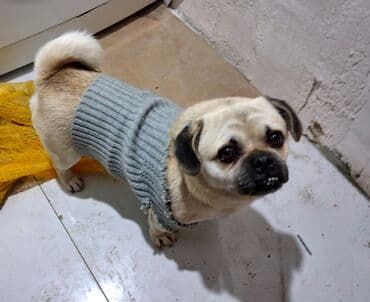 basenc itləri: Mops, 2 il, Erkek — 4