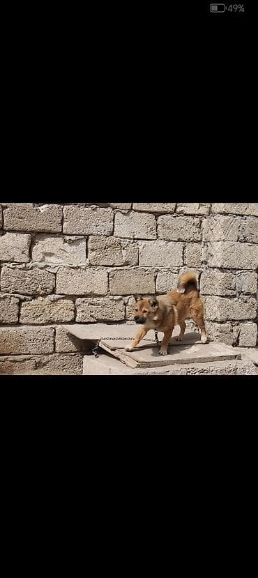 itlə: Peyvəndli — 1