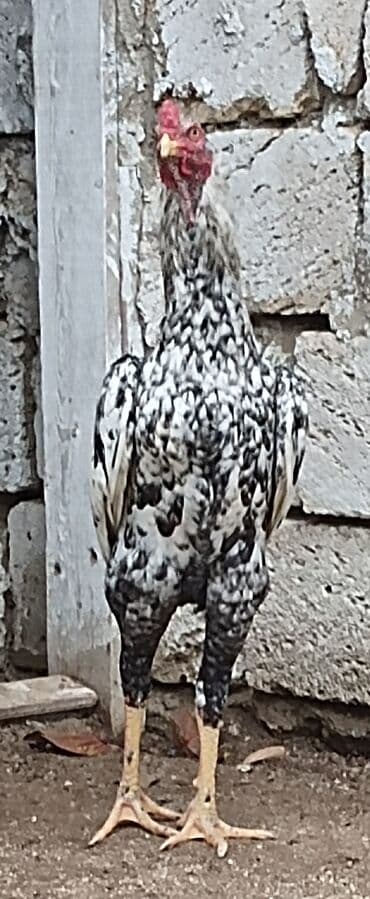 heyratı cucə: Xoruz, Heyratı, il: 1, Ünvandan götürmə — 5