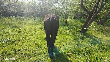 qara mal: Satılır: qiyməti 2300 azn deyilir reyal alıcıya endirim olacaq ələqə — 6