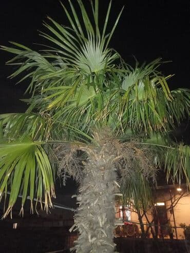 qazon bicen satilir: Məhsul: Palma ağacı (fan tipli yarpaqlı) Təsvir: - Hündürlüyü — 3