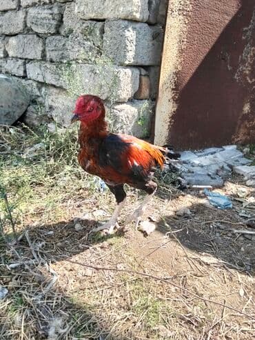 lal ordəklərin satışı: Xoruz, Heyratı, il: 1 — 2