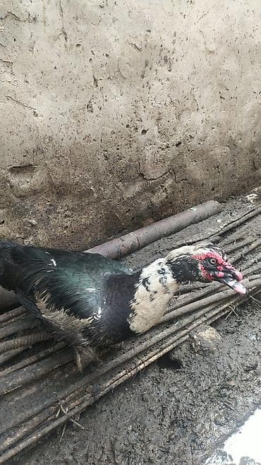 heyratı bece: Satılır: muskovi ördək (indoutka) - Cins: muskovi (sakit xasiyyətli — 1