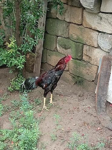 Heyrati tam saglam heyvandır 1 il 2 ayliqdir ayagi guclu heyvandir — 1