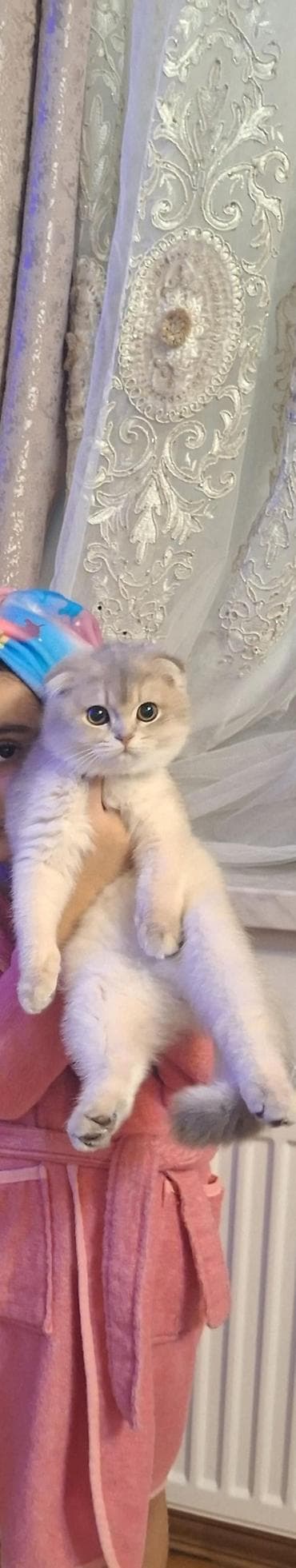 Pişiklər: Şotland — 2