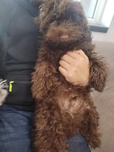 heyvan geyimleri: 1 ay, Erkek, Peyvəndli — 7