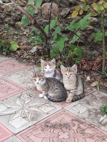 кот в добрые руки: В добрые руки — 2