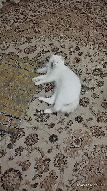 ucuz qoyun: Britan, Erkək, Cütləşmə üçün — 1