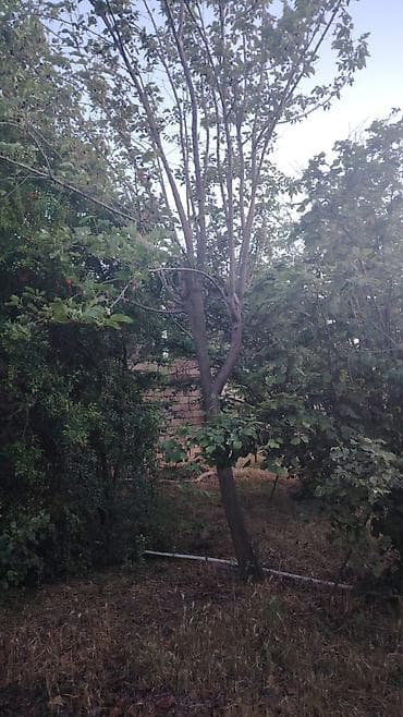 Bitkilər: Salam Novxanıda 6sot bağ satılır sotu 9mine bağda cərəyan elektrik var — 4