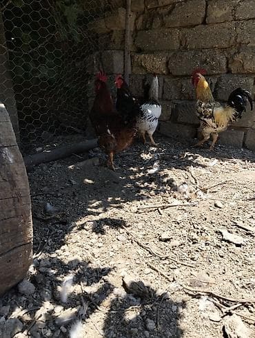 Tikiş: 5 xoruzlu qiymət hamsi 150 manat — 7