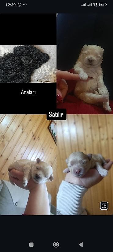 micro poodle: Pudel, Peyvəndli — 8