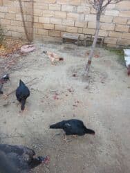 quş qefesleri: Cins: Uzunboyun yerli döyüş tipli toyuq-quş (xanxır/mix) Təsvir: - — 11