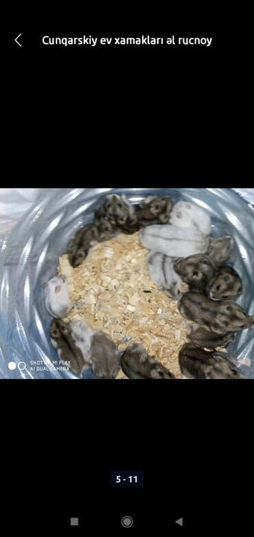 xamyak adlari: Xamyaklar cunqariklar ən mehriban aqresiyası olmayan insana uyuşan — 6