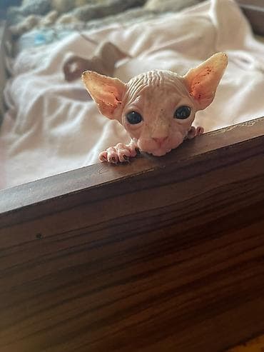 Sfinks, Ödənişli çatdırılma lalafo.az -da Sfinks, Ödənişli çatdırılma