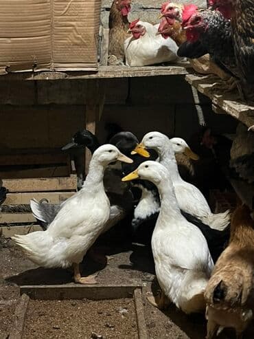 Salam yaşıl baş pekin ve ferqli sortlardl qesey baxmşam kökdüler biri