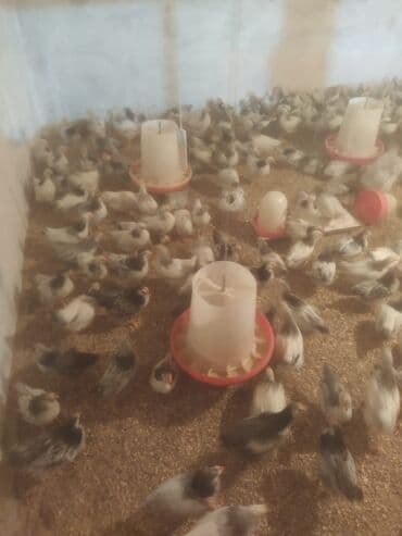 yumurtlayan toyuqlar: Toyuq cücələri, Ətlik — 6