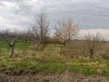 sumqayit kirayə: Kənd təsərrüfatı — 11