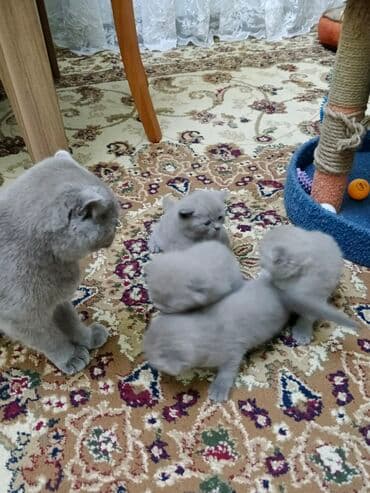ev pişiyi: Şotland, Erkək, Dişi — 3