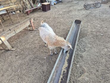 heyvanlar keci: Boz-qızılı rəngli yerli keçi - Cins: yerli (qarışıq), orta ölçülü - — 1