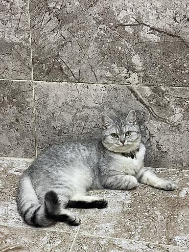Britan, Dişi — 1
