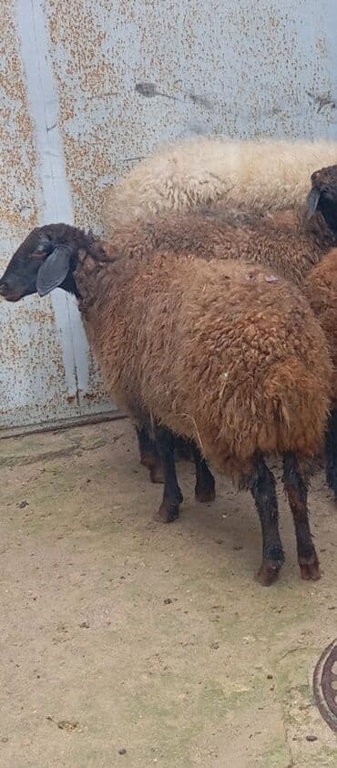 itlərin satışı 2020: Salam ünvan Bakıin maştağa kendi obşi 6 baş heyvanlar 1 baş boğaz — 2