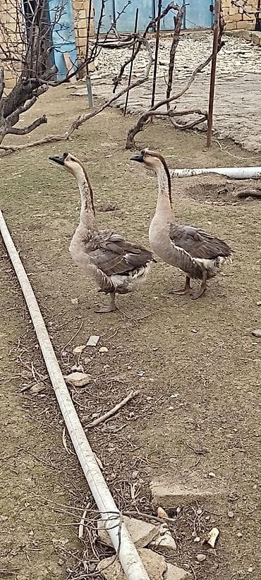 Rusiya qazları 3 eded erkək.1ededi 40azn.ünvan Binəqədi kendi real
