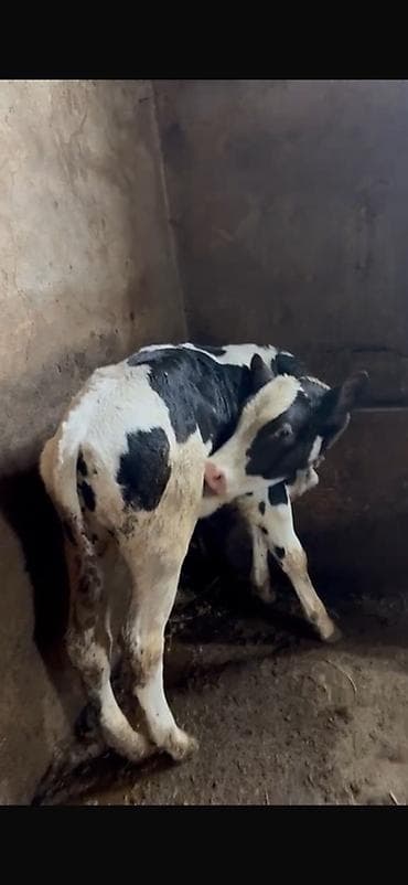 arpa bugda satisi: Holşteyn cinsli buzov Erkekdi 2 ayin icindedir yem ot yeyir - Rəng — 6