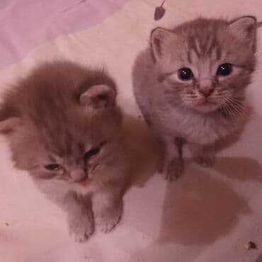 erkek pişik: Britan, Erkək — 2