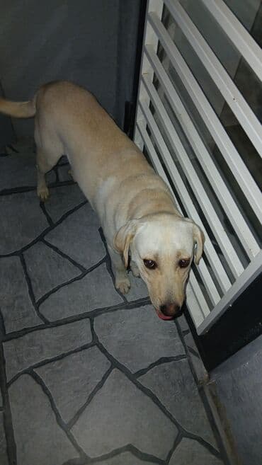 лабрадор: Labrador-retriver, 2 il, Erkek, Cütləşmə üçün — 2