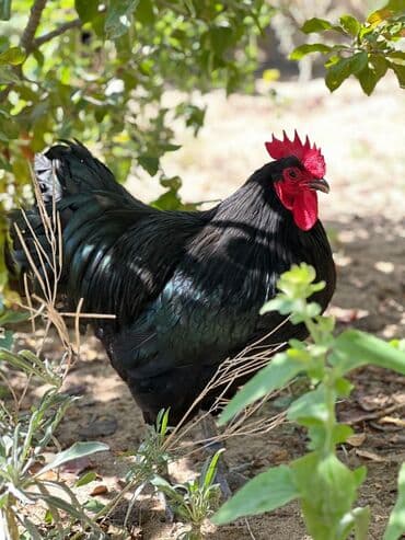 dəvəquşu yumurtası qiyməti: Avstralop yumurtaları İnqibator üçün. ideal çıxış verir. təmiz qandır — 8