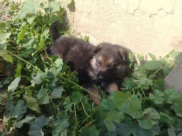 alman ovcarkası: Alman çoban iti — 5