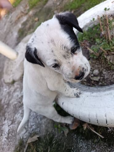 Gəmiricilər: Dalmatin — 3