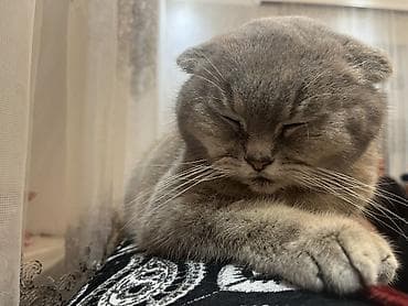 van pisiyi: Şotland yastı qulaq — 5