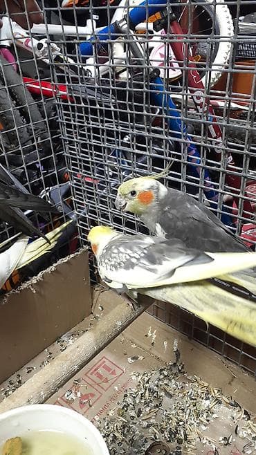 ev qusu: Məhsul: Nimfa tutuquşuları (Cockatiel) Təsvir: - Qəşəng qaşlı — 4