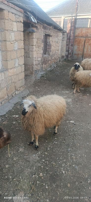 azeri it adlari: Satışda: qoyun sürüsü - Növ: yerli merinos qoyunlar (quzu və ana — 4