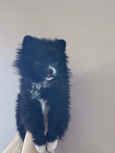 Quşlar: Şpitz, 1 ay, Dişi, Ünvandan götürmə, Pulsuz çatdırılma — 2