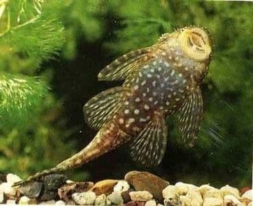 oskar balığı: Ansistrus, Sülhsevər, Pulsuz çatdırılma — 3