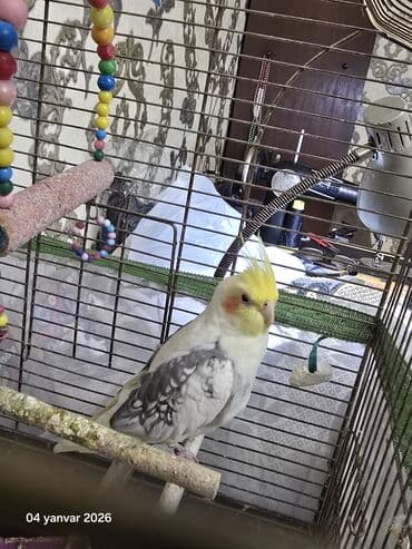 at yeherleri: Salam Aleykum korella satilir uzun quwdu Arada kefine duwende danwir — 1