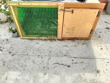 quş yuvasi: Cüce yuvasi tecili satilir qalib heyetde yagisin altinda — 1