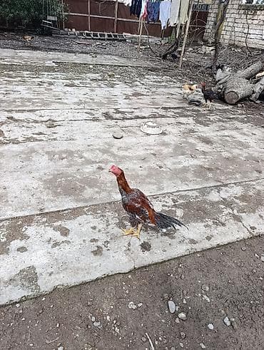 yasil bas ordek: Məhsul: Ev şəraitində bəslənən döyüş tipli xoruzlar və toyuqlar — 5